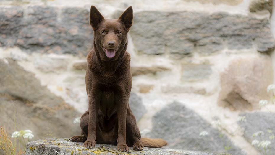 Kelpie red sales